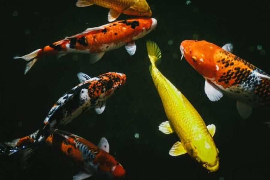 chinese-golfish