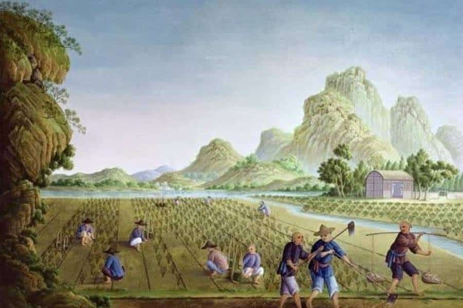 chinese-rice-cultivation